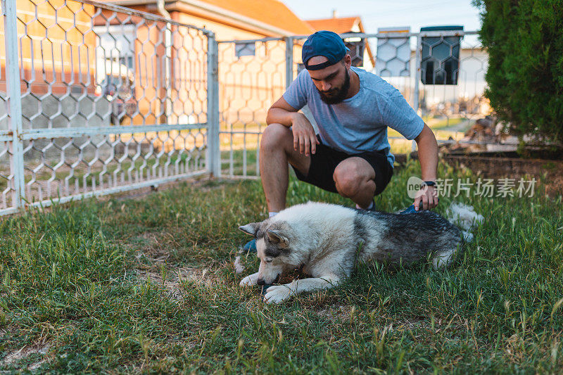 年轻的大胡子男子在自家后院为他的宠物西伯利亚哈士奇(Siberian Husky)刷毛，因为这只狗正在脱毛